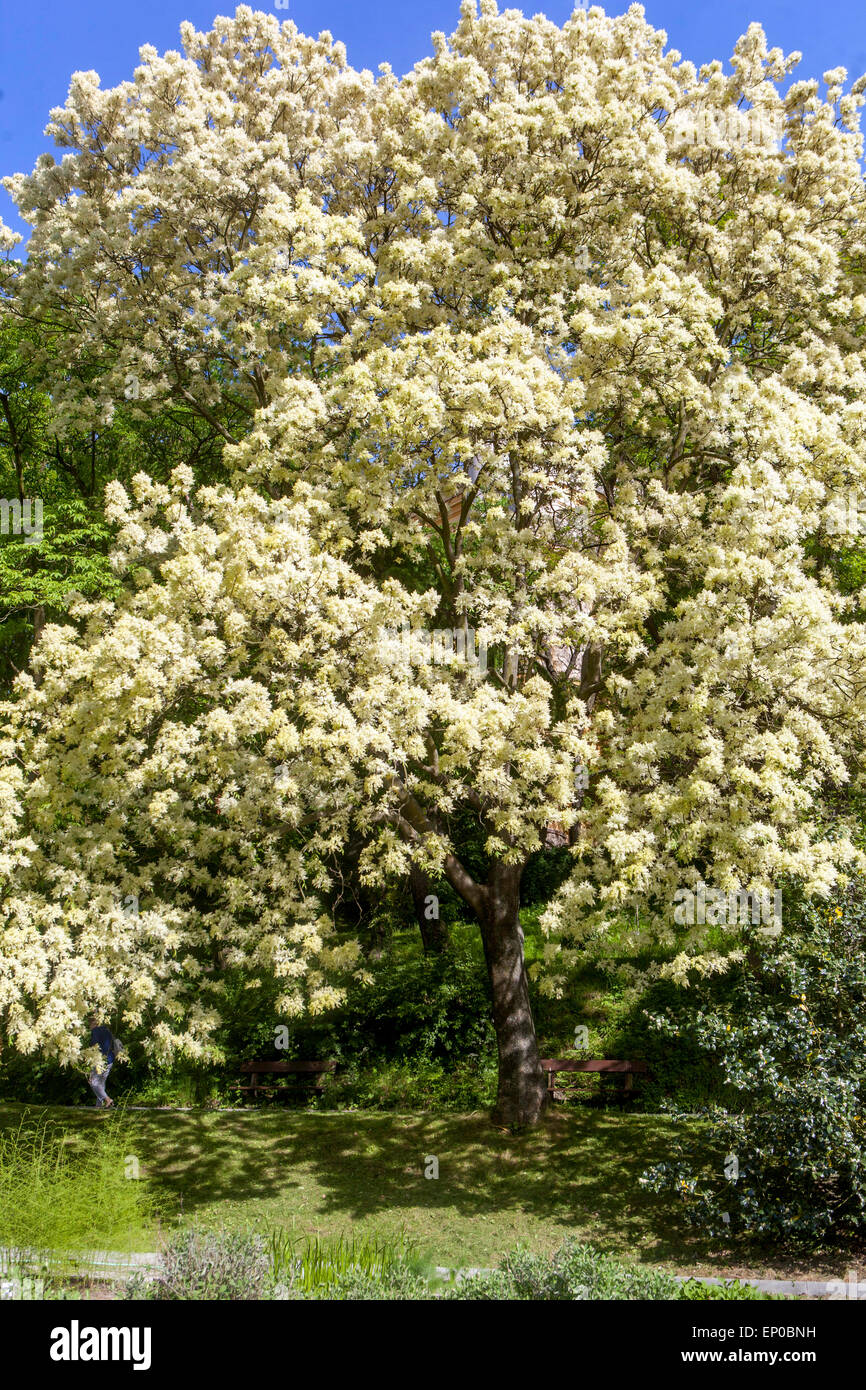A Manna Ash tree blooming Fraxinus ornus in full  bloom Stock Photo