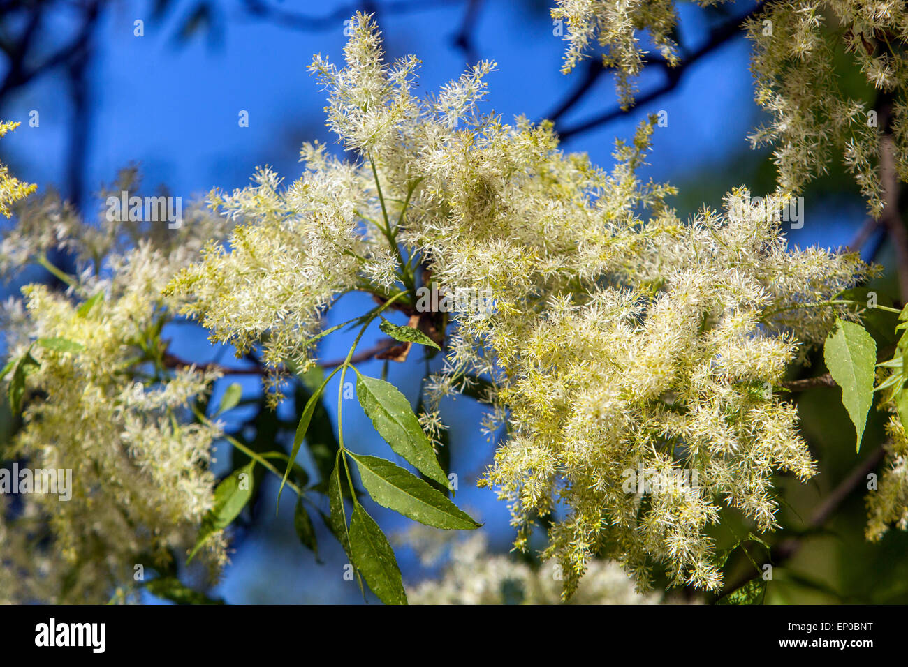 Manna Ash flower Fraxinus ornus tree flowers on branch Stock Photo