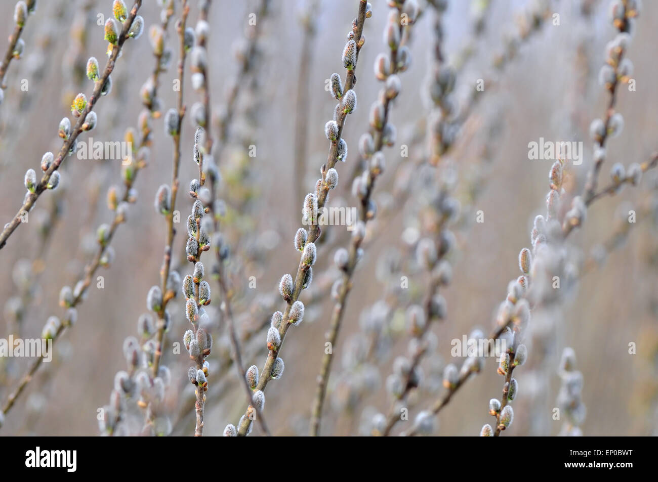 March catkin hi-res stock photography and images - Alamy
