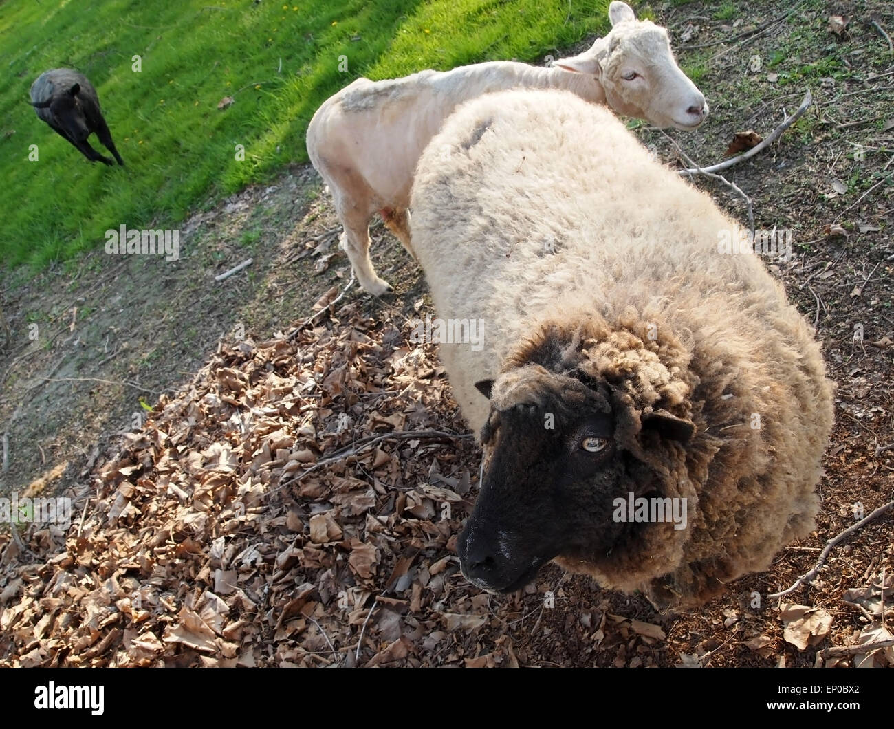 Looking down at a sheep in a meadow, who is gazing casually with one sparkling eye. Stock Photo
