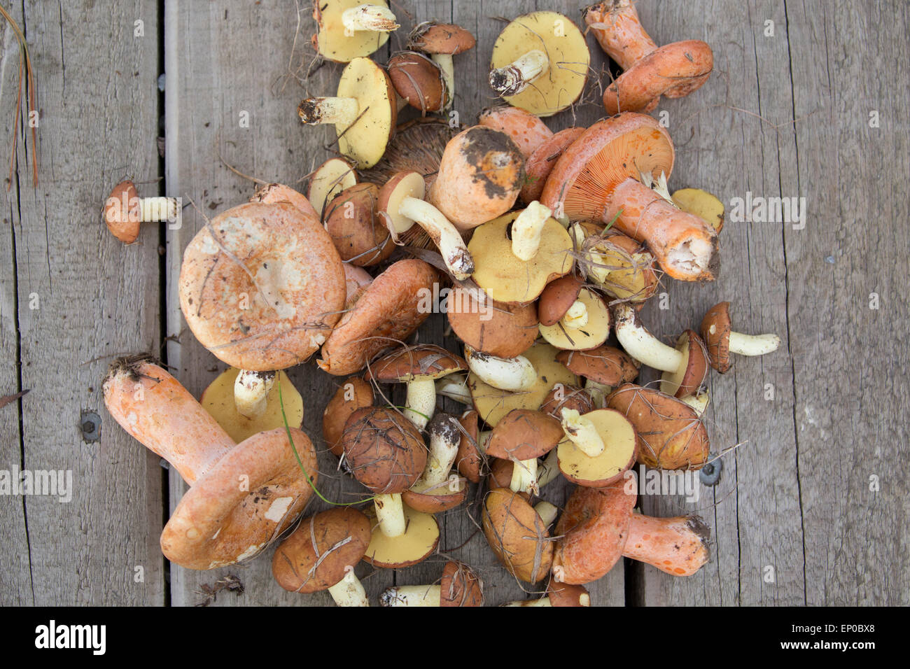 Forest mushroom Stock Photo