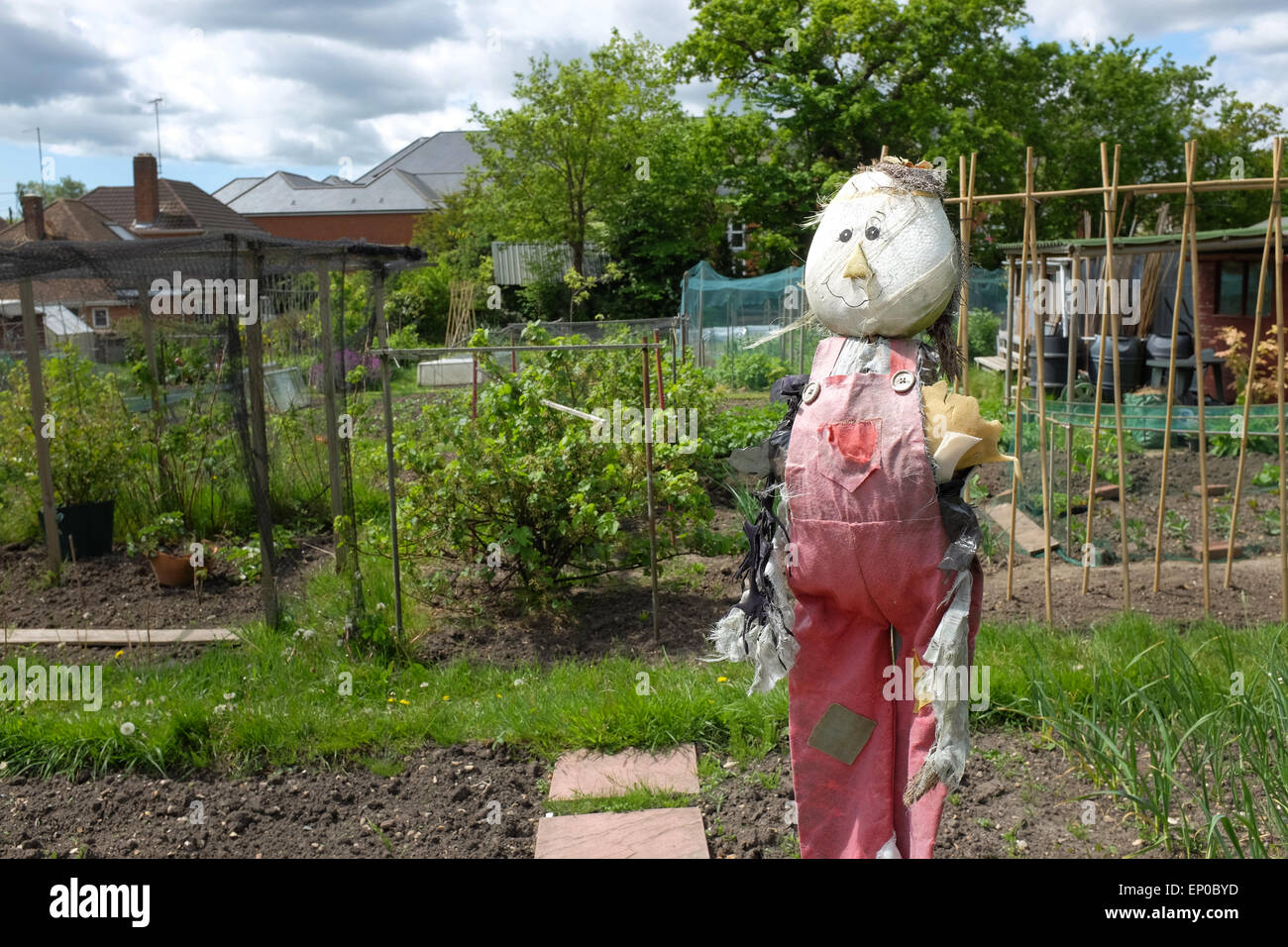 view of an allotment in Hampshire England Stock Photo