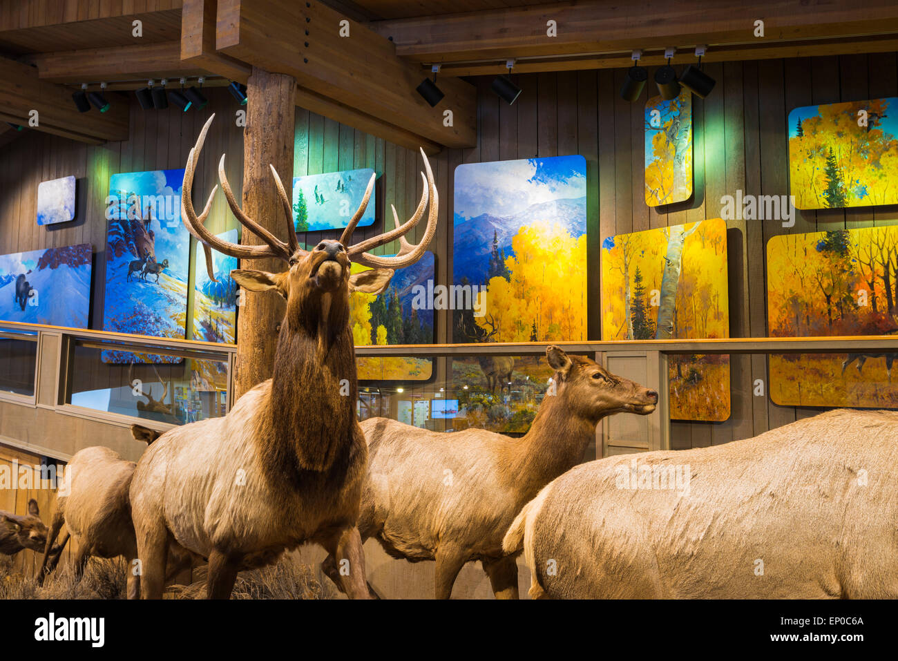 Wildlife displays at the Jackson Hole Visitor Center, Jackson Hole