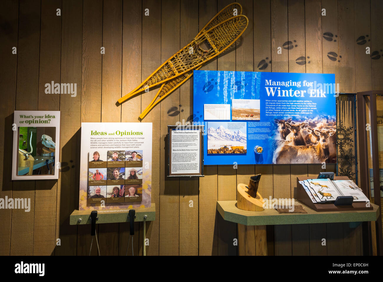 Wildlife displays at the Jackson Hole Visitor Center, Jackson Hole