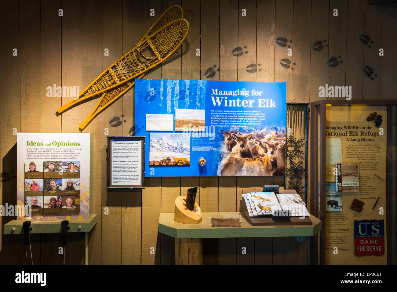 Wildlife displays at the Jackson Hole Visitor Center, Jackson Hole