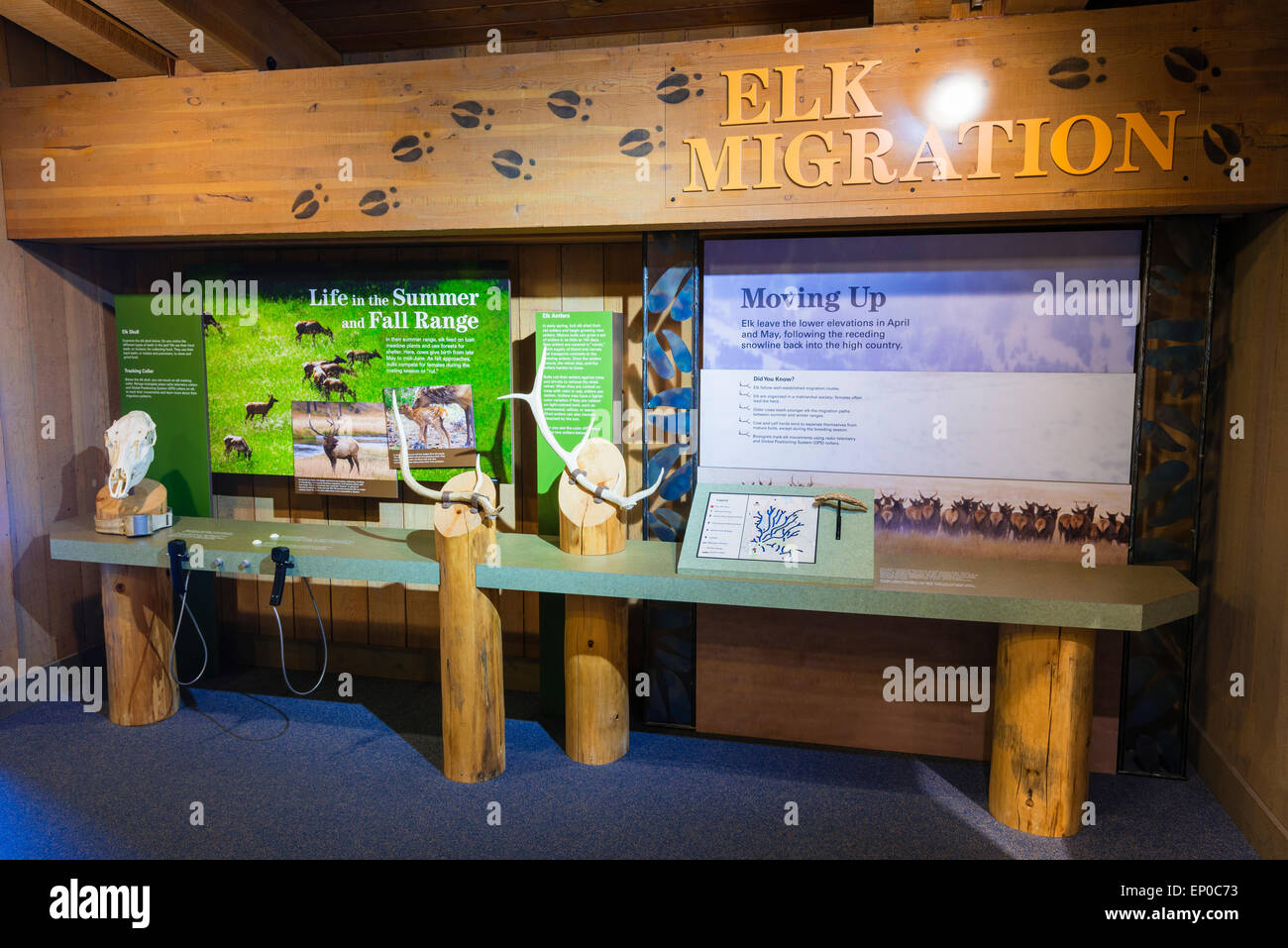 Wildlife displays at the Jackson Hole Visitor Center, Jackson Hole