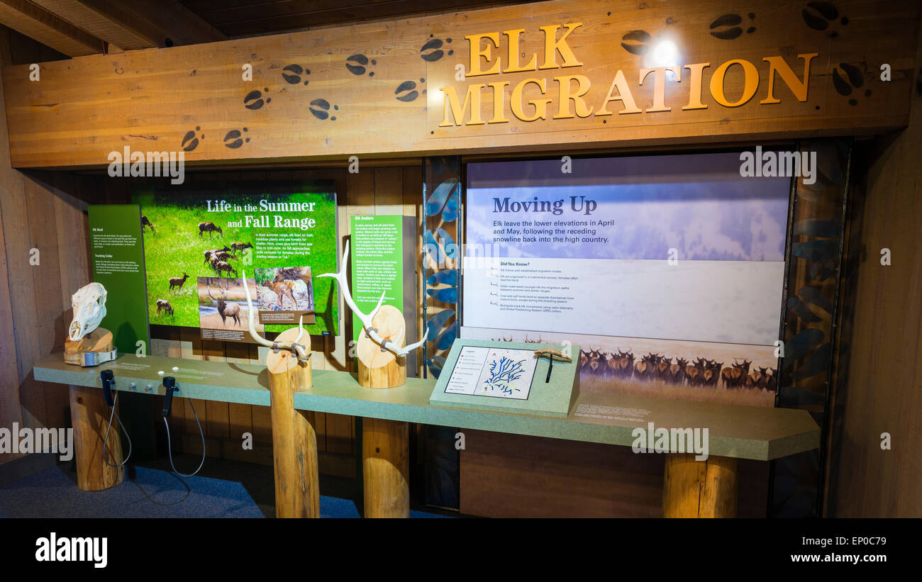 Wildlife displays at the Jackson Hole Visitor Center, Jackson Hole