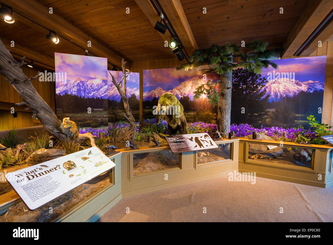 Wildlife displays at the Jackson Hole Visitor Center, Jackson Hole