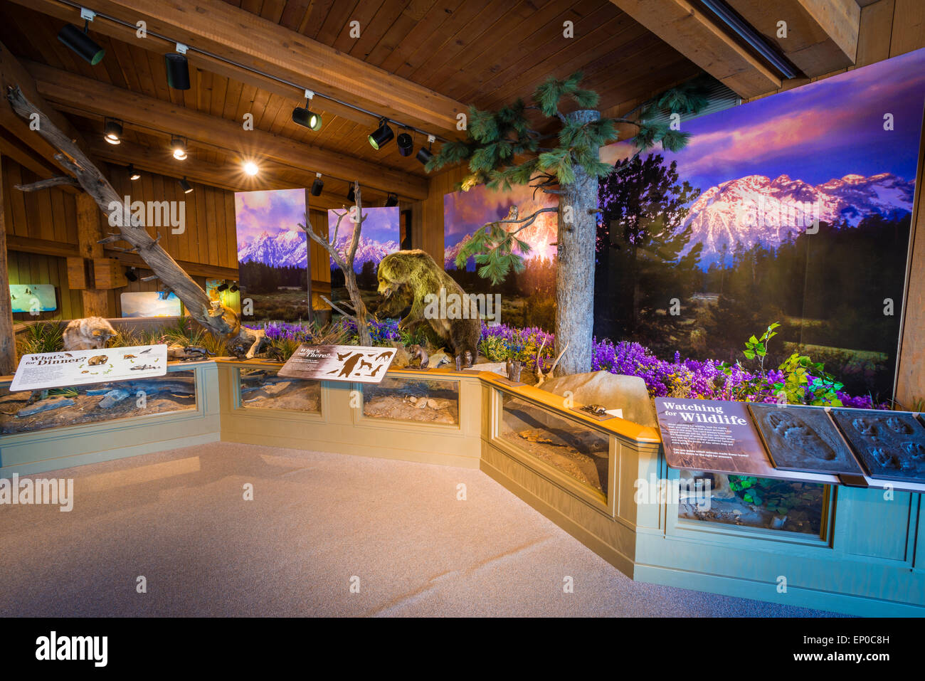 Wildlife displays at the Jackson Hole Visitor Center, Jackson Hole