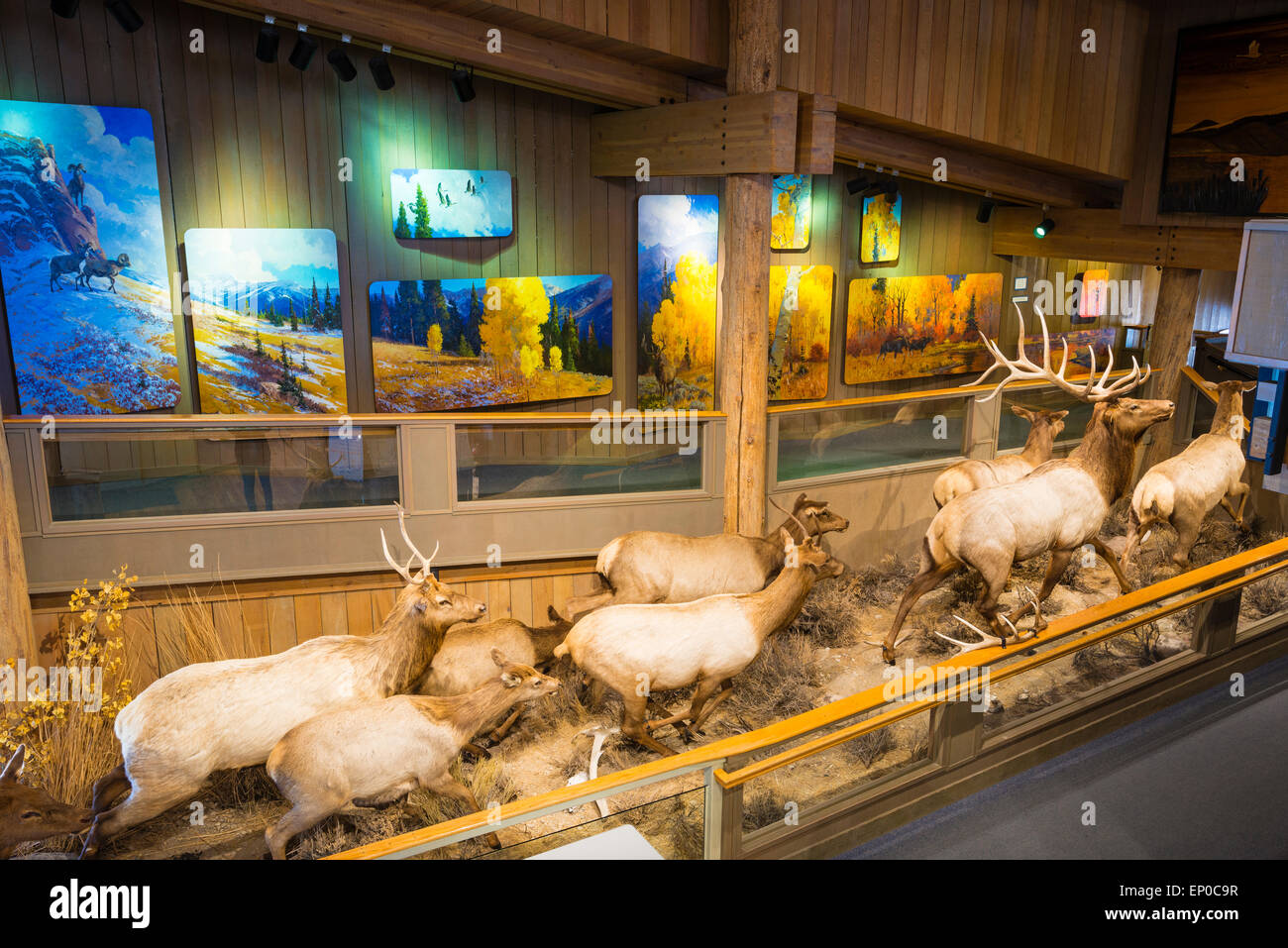 Wildlife displays at the Jackson Hole Visitor Center, Jackson Hole