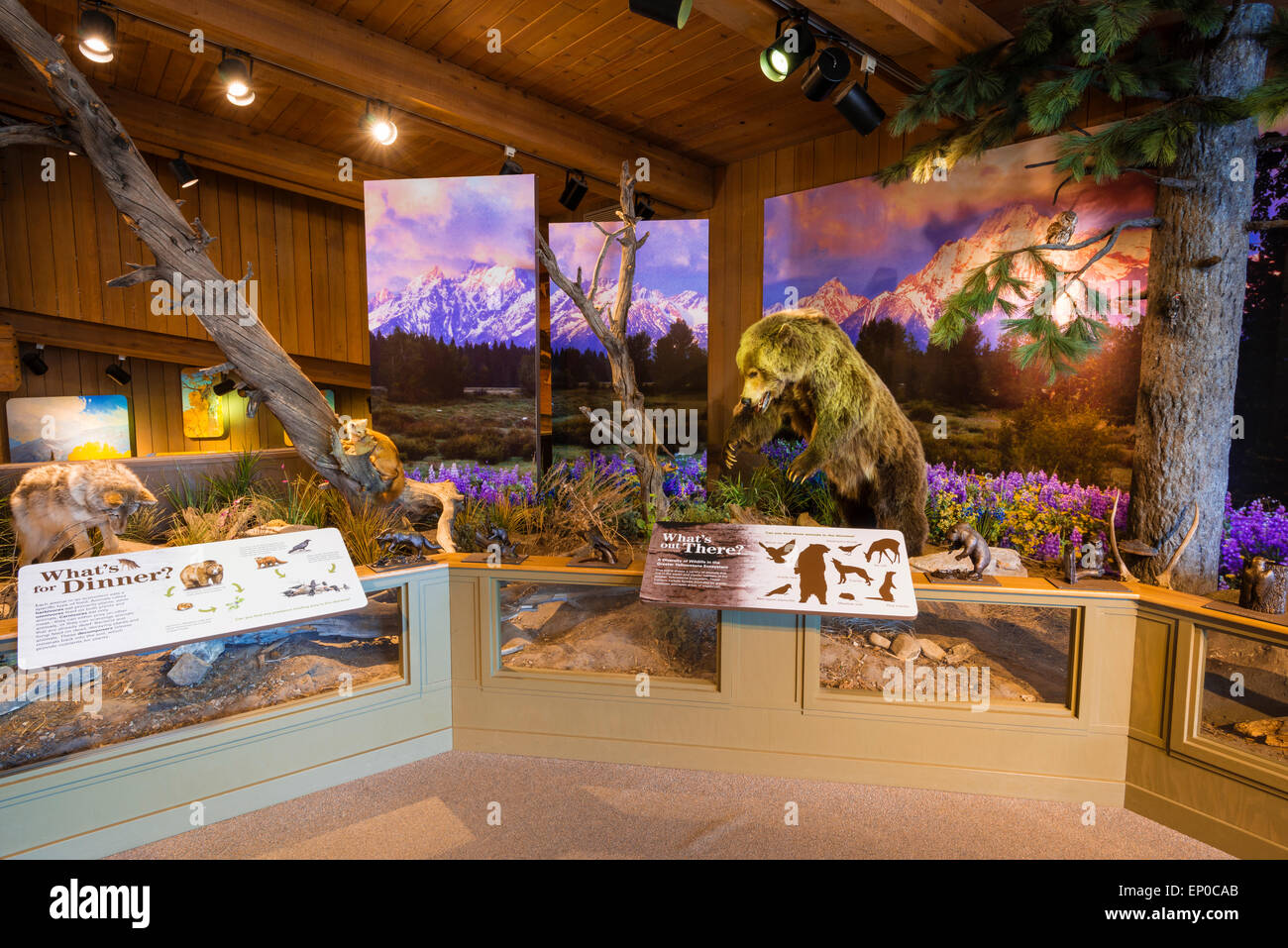 Wildlife displays at the Jackson Hole Visitor Center, Jackson Hole