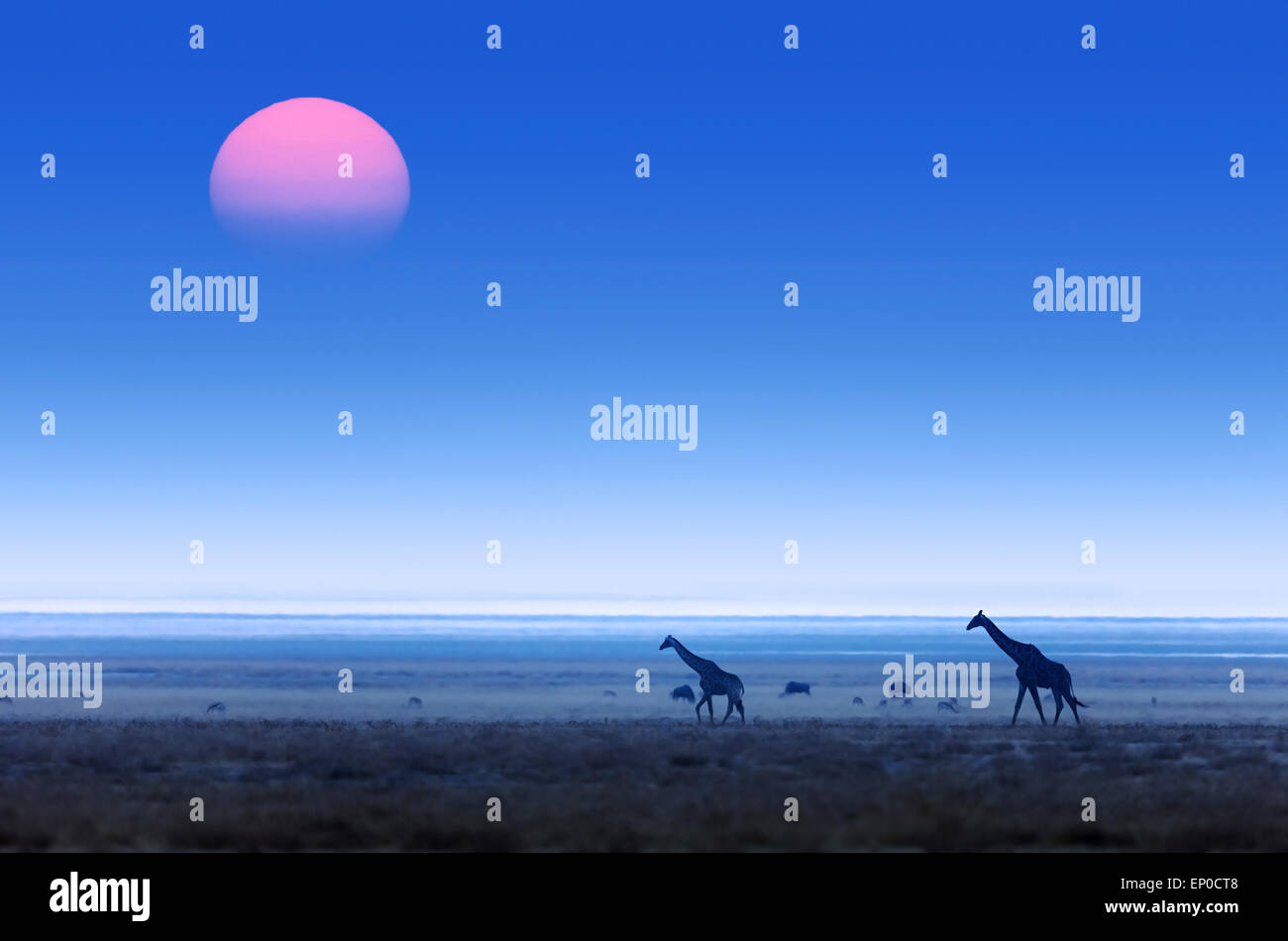 Giraffes (Giraffa Camelopardalis) walking over flat open plains with sunset. Etosha National Park (Namibia) Stock Photo
