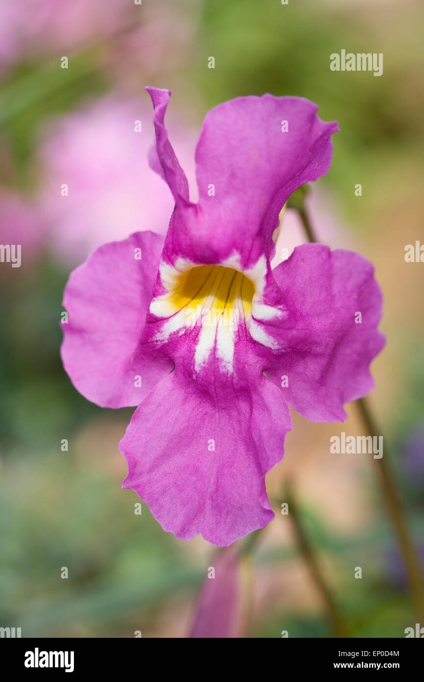 Incarvillea mairei var. mairei flower in Spring, growing in a protected environment. Stock Photo