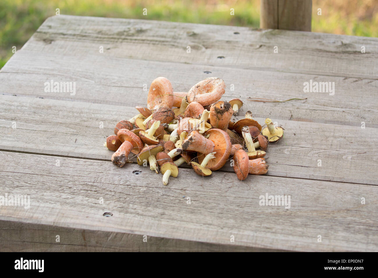 Forest mushroom Stock Photo