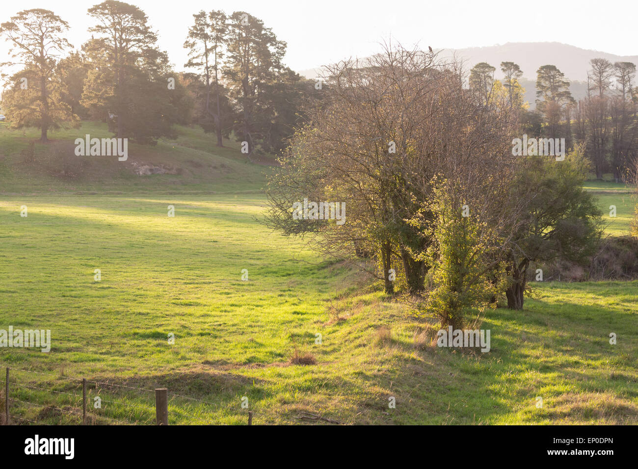Trees and green grass fields hi-res stock photography and images - Alamy