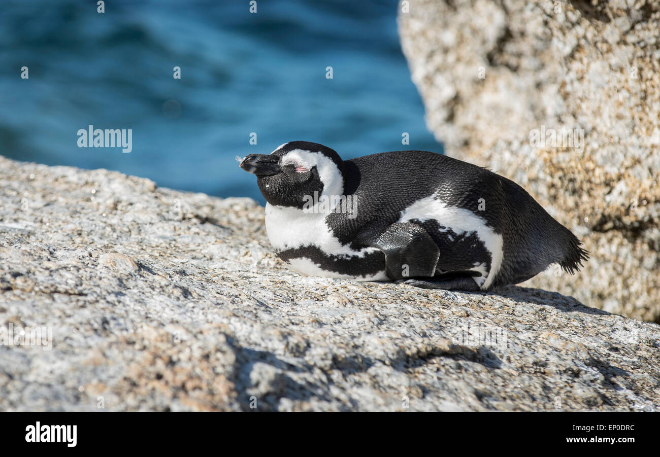 South African Penguin at Boulder's Beach, Simon's Town, Cape Town, South Africa Stock Photo