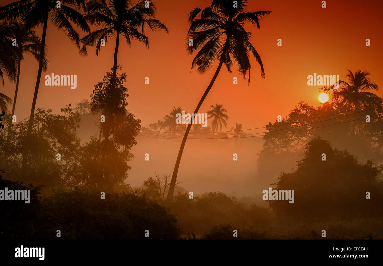 Palm Trees silhouetted against a foggy sunrise in the village of Tamborim, Goa, India Stock Photo
