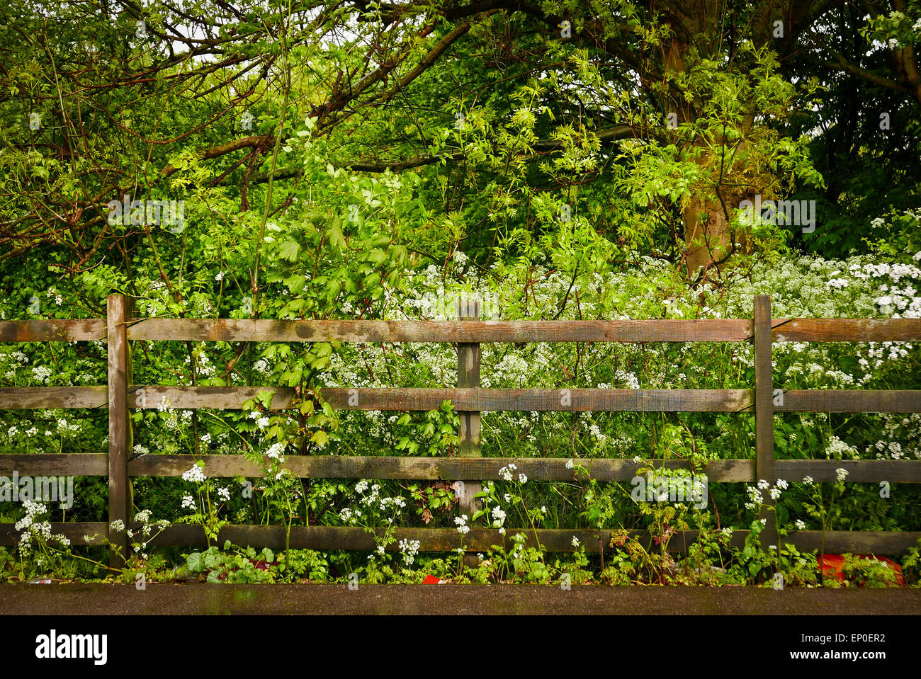Wooden fence with trees, bushes and wildflowers behind Stock Photo