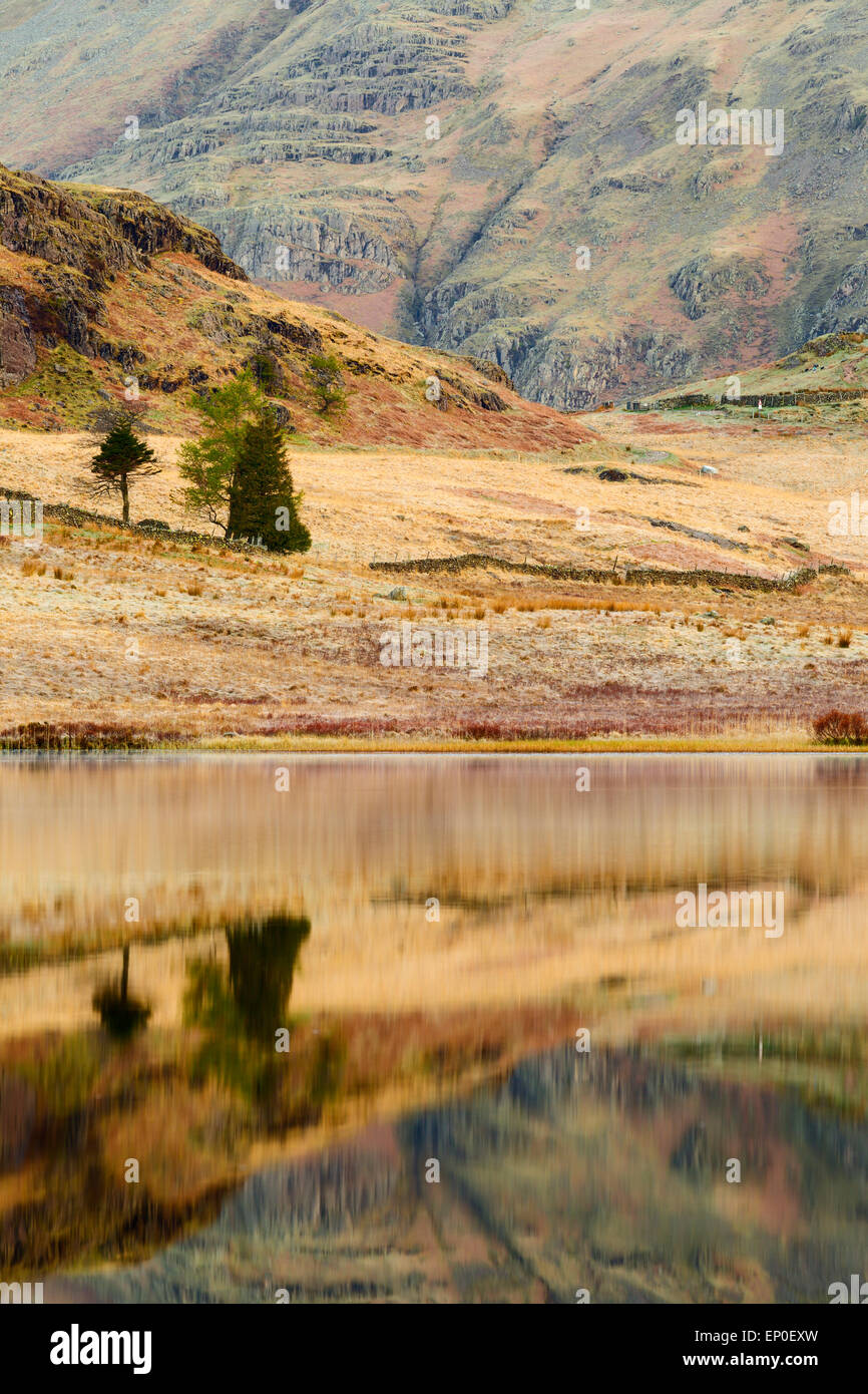 A detail shot of trees reflected in a calm Blea Tarn, English Lake District Stock Photo