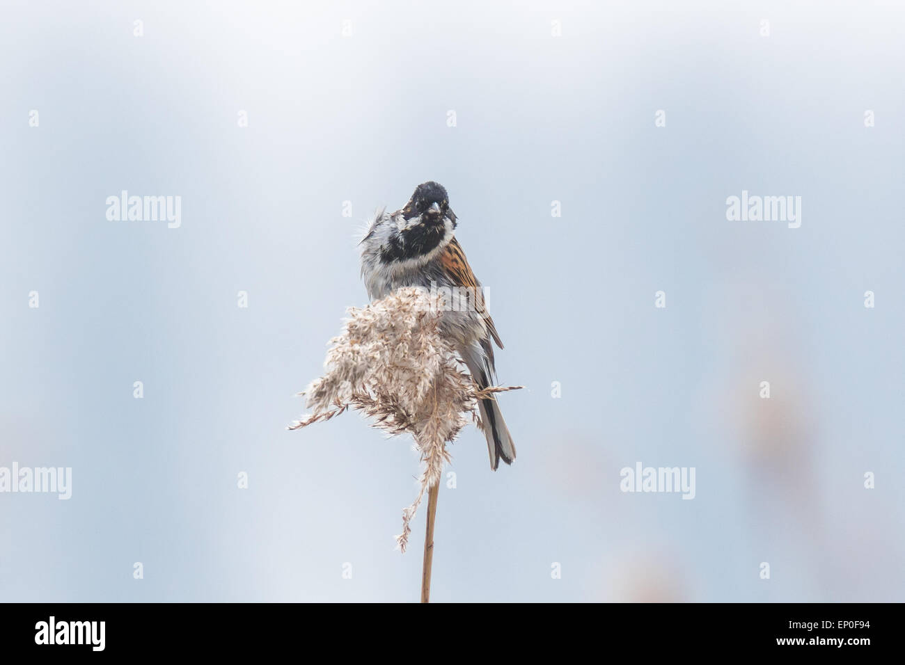 A common reed bunting Emberiza schoeniclus sings a song on a reed plume Phragmites australis. The reed beds waving due to strong Stock Photo
