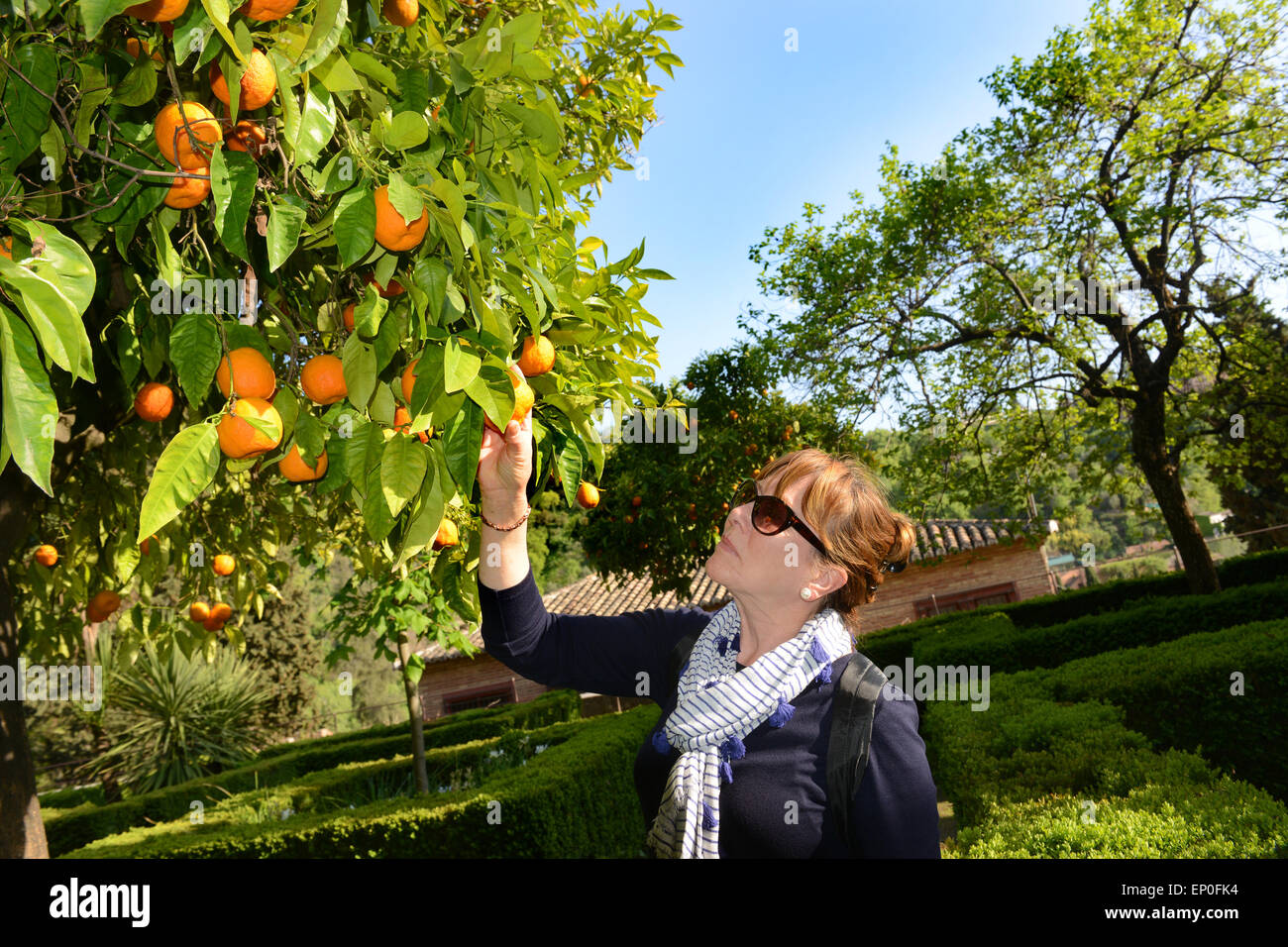 Woman gardener picking harvesting oranges orange tree Andalusia Spain
