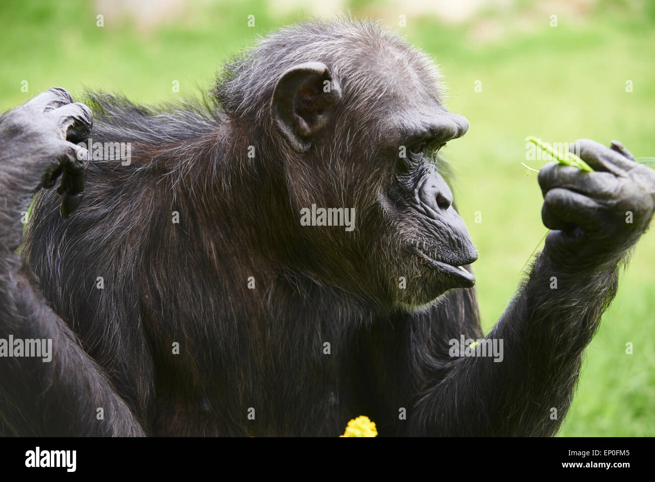 Chimpanzee Eating Grass Stock Photo