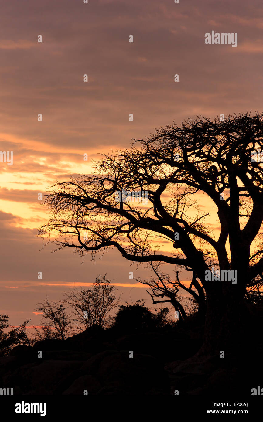 A baobap in a stunning evening sun on Kubu Island in Botswana. Stock Photo