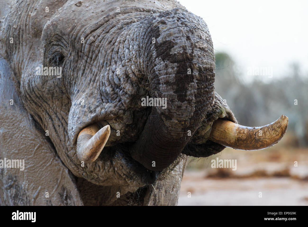 Elephant in Nxai Pan in Botswana takes some water with his trunk. Stock Photo