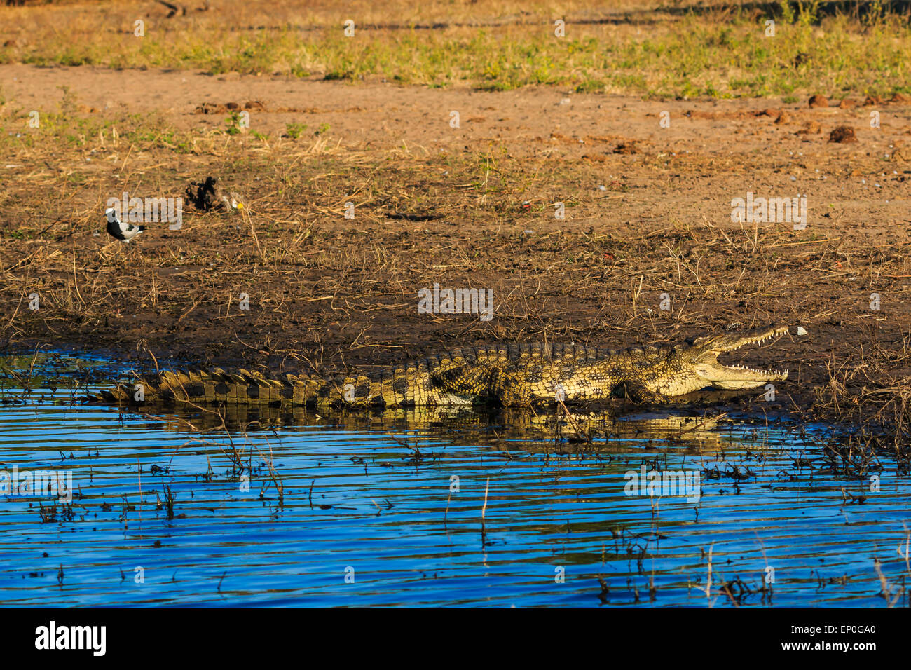 Big crocodile resting and cooling on riverfront Chobe, Botswana, Africa. Bird is a few meters away and has no fear. Stock Photo