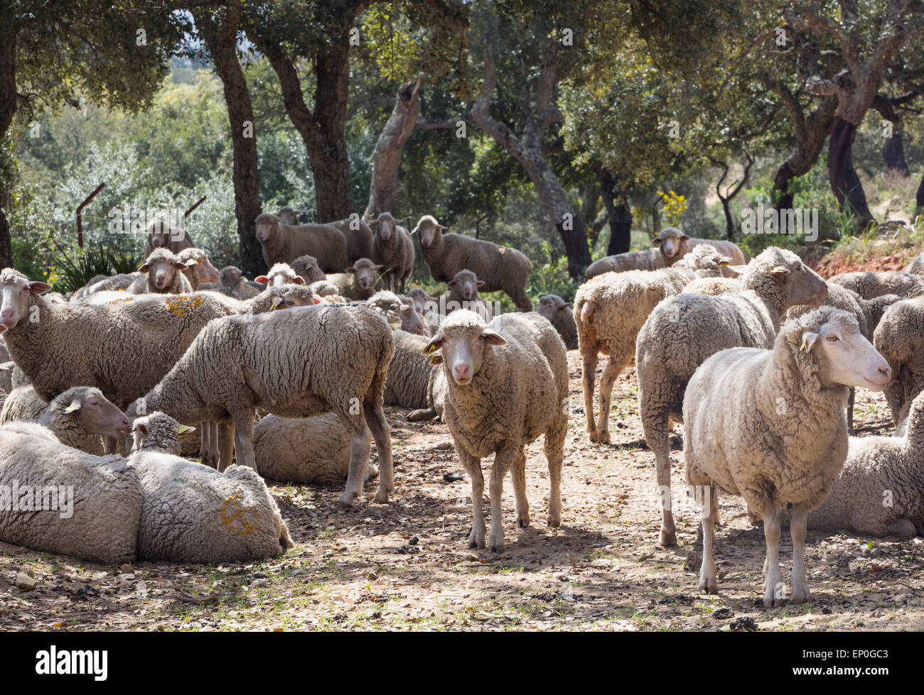 Flock of sheep.  Ovis aries. Stock Photo