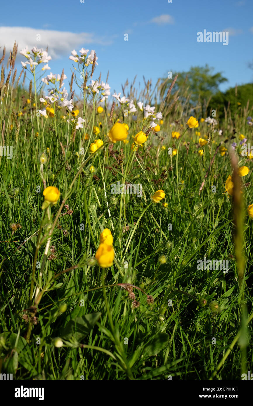Wild flowers in a grass hay meadow in Herefordshire UK in May 2015 Stock Photo
