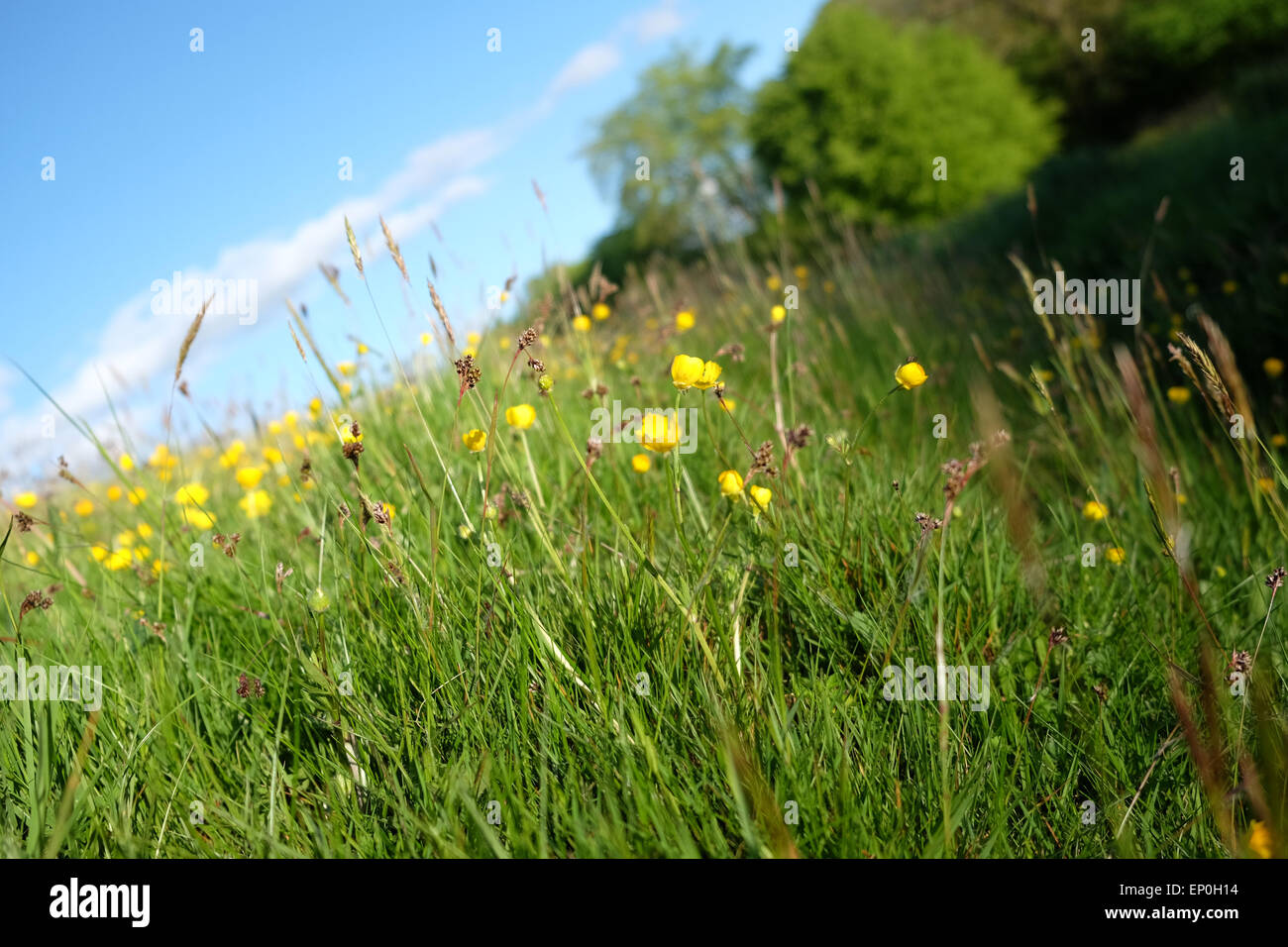 Hay meadow full of wild flowers in evening sunshine in Herefordshire UK May 2015 Stock Photo