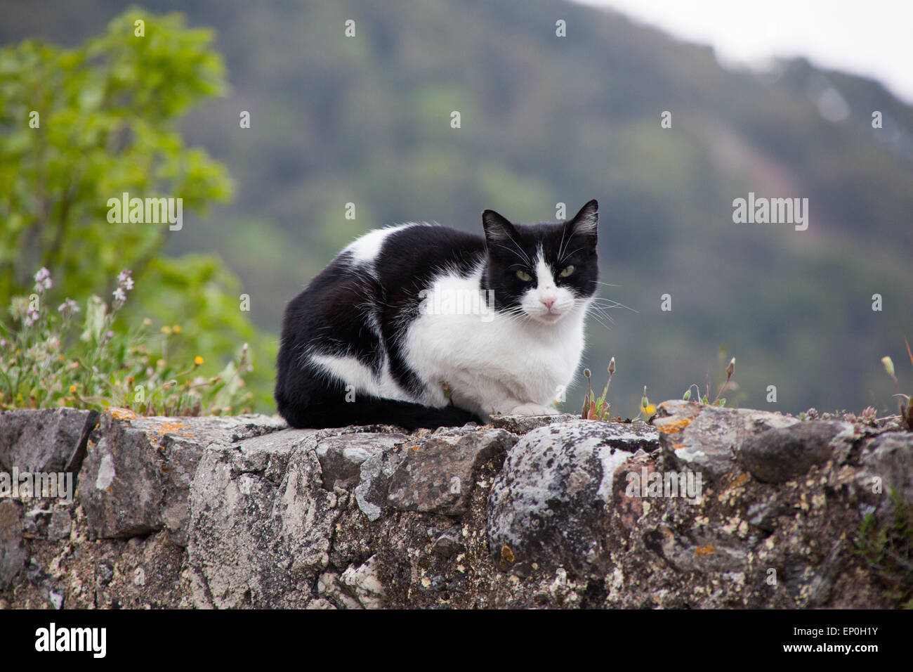Black and white cat on a brick wall in rural Spain Stock Photo - Alamy