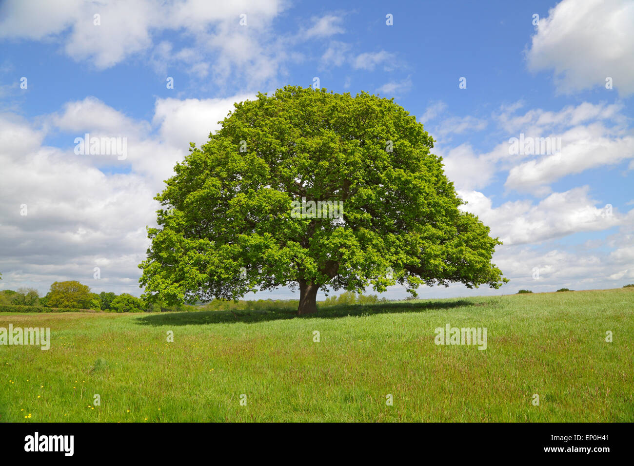 Oak Tree in spring, England, Britain, GB, UK. Quercus fagaceae. Quercus robur. Stock Photo