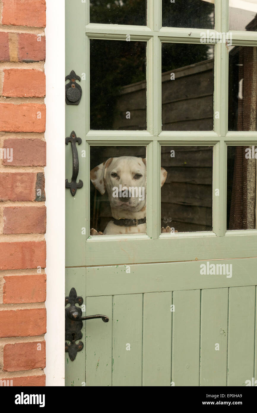 Watching guard dog Stock Photo