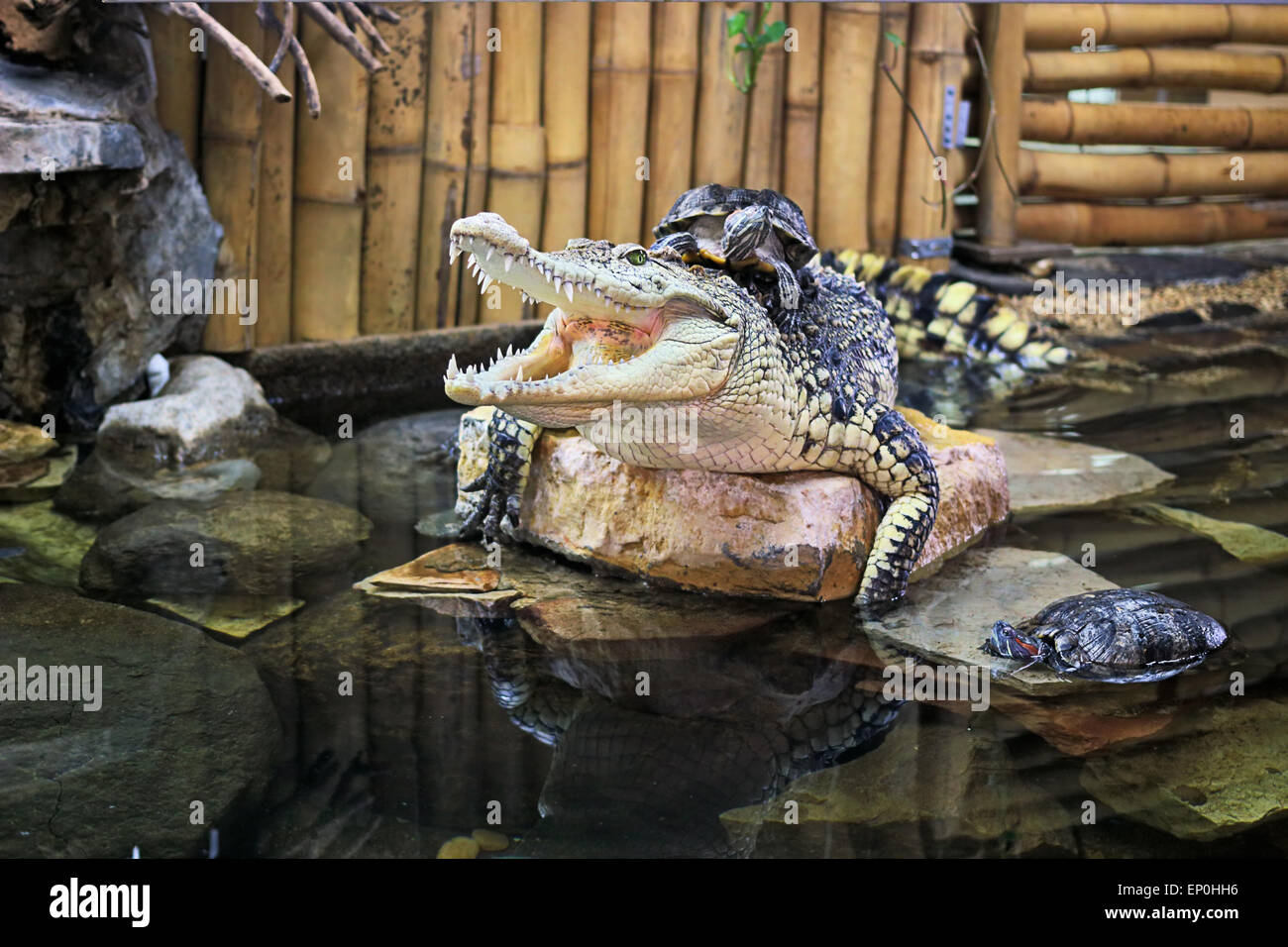 Crocodile resting on stone with turtles Stock Photo