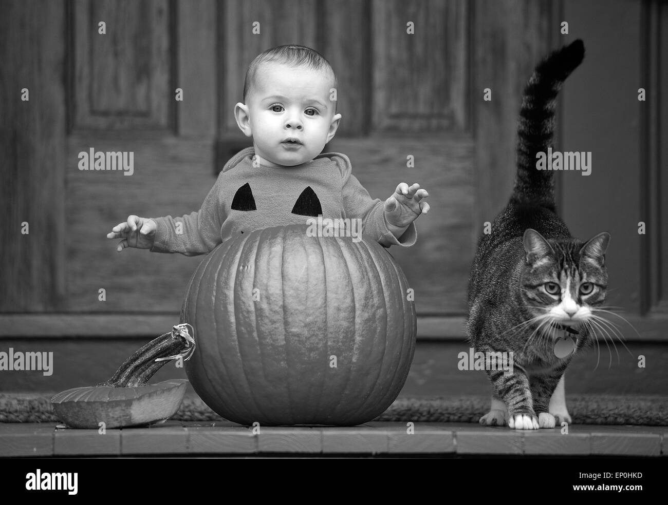 Baby in a pumpkin with cat Stock Photo