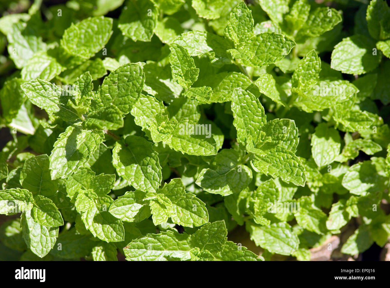 Peppermint (Mentha piperita) Stock Photo