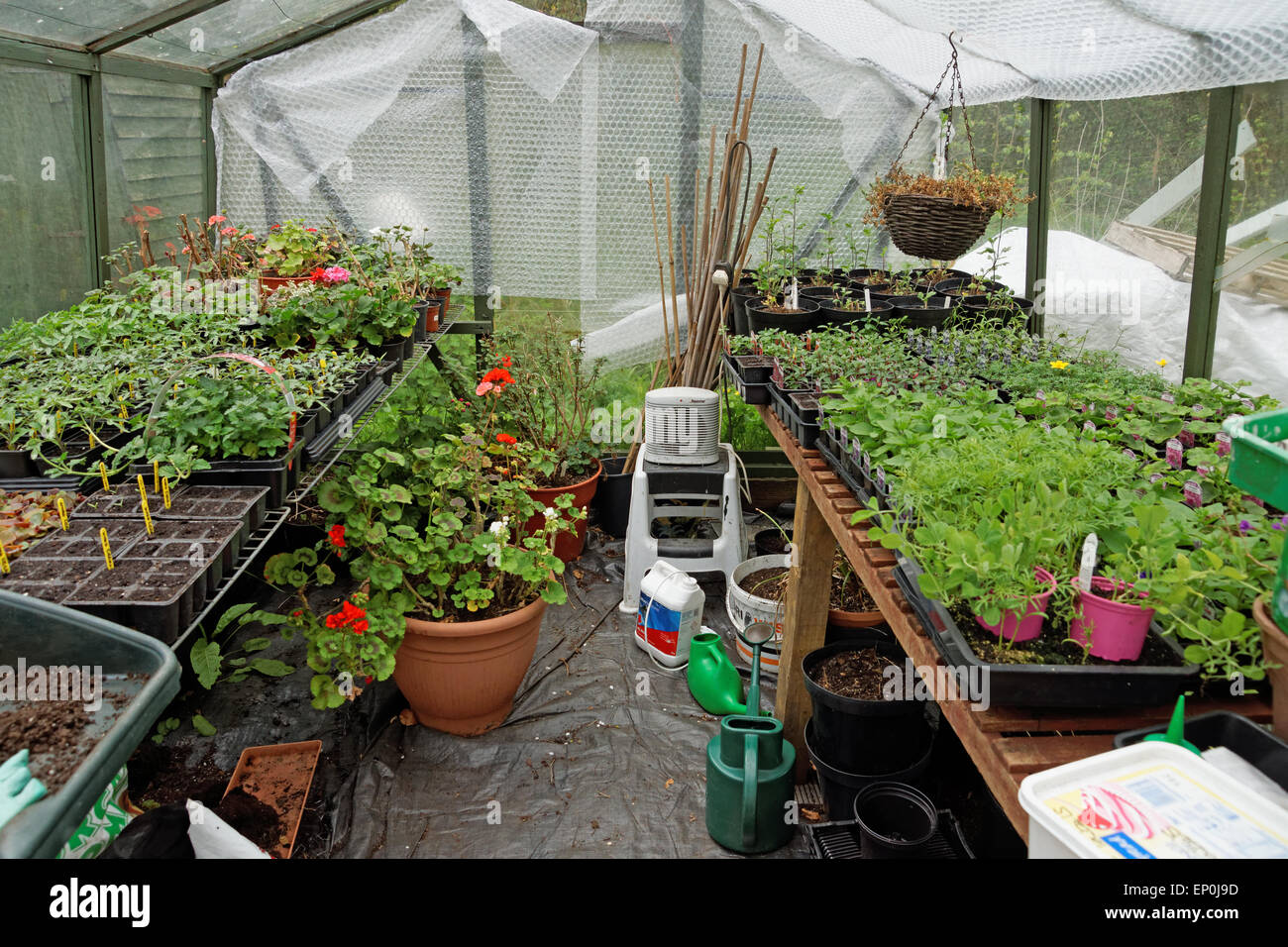 Young seedlings in greenhouse on staging Stock Photo