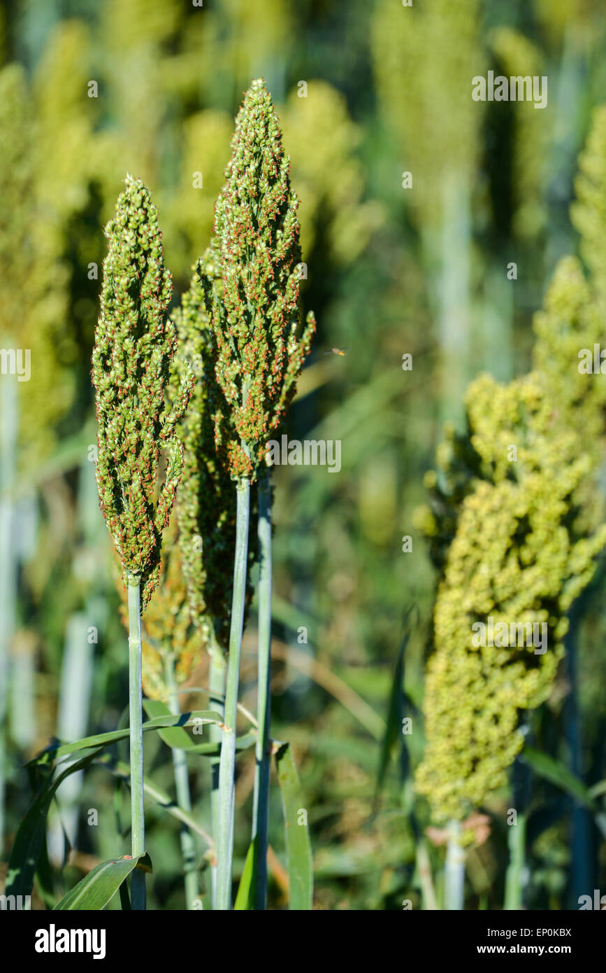 Japanese Barnyard Millet (Echinochloa frumentacea) on a field in the