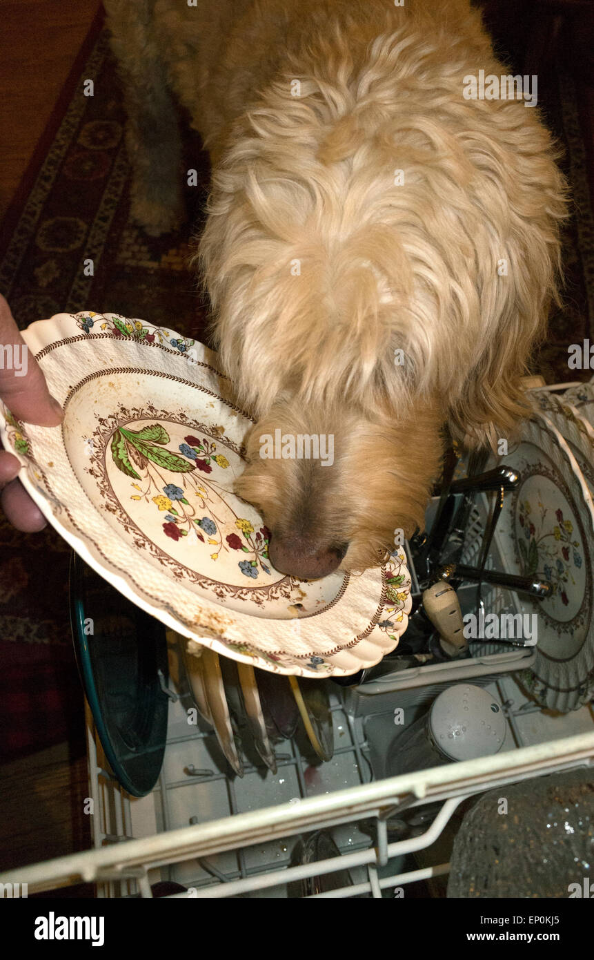 Goldendoodle dog Gunnar licks plates clean before placing in dishwasher