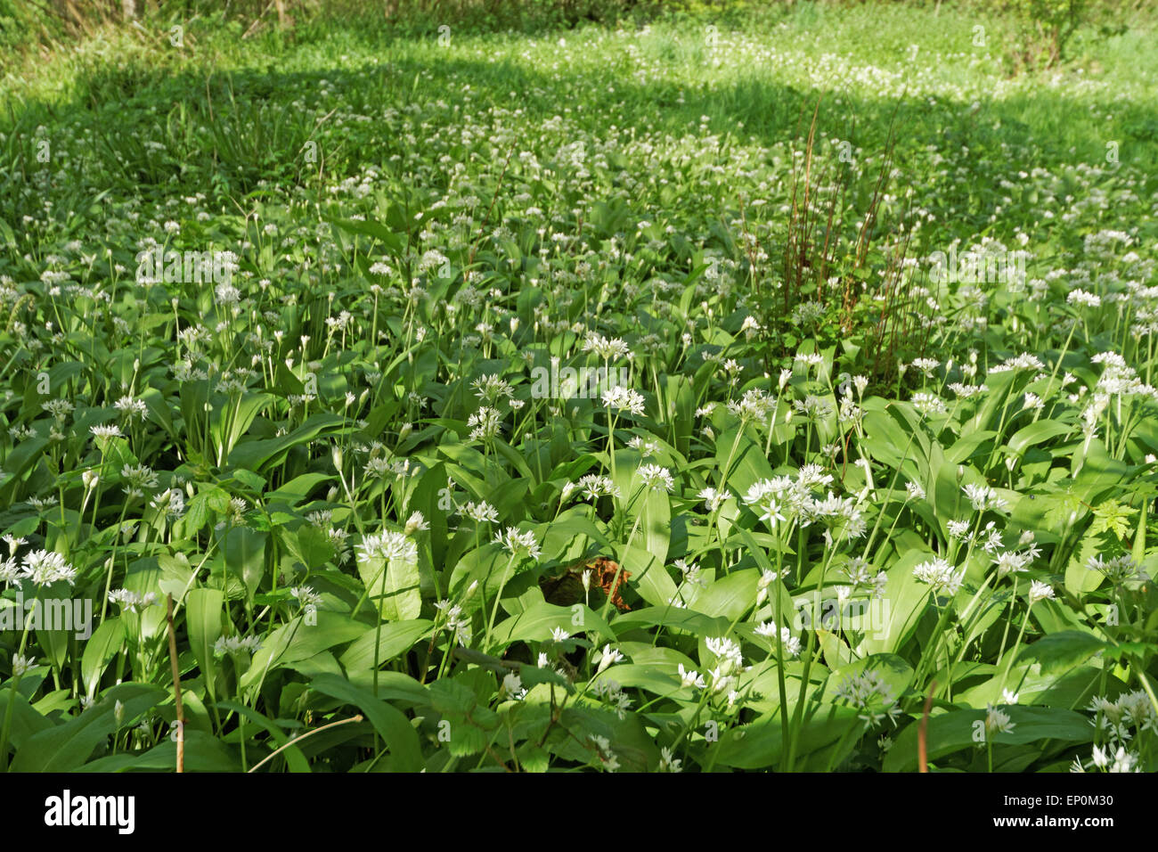 Wild garlic meadows in Dorset England Stock Photo