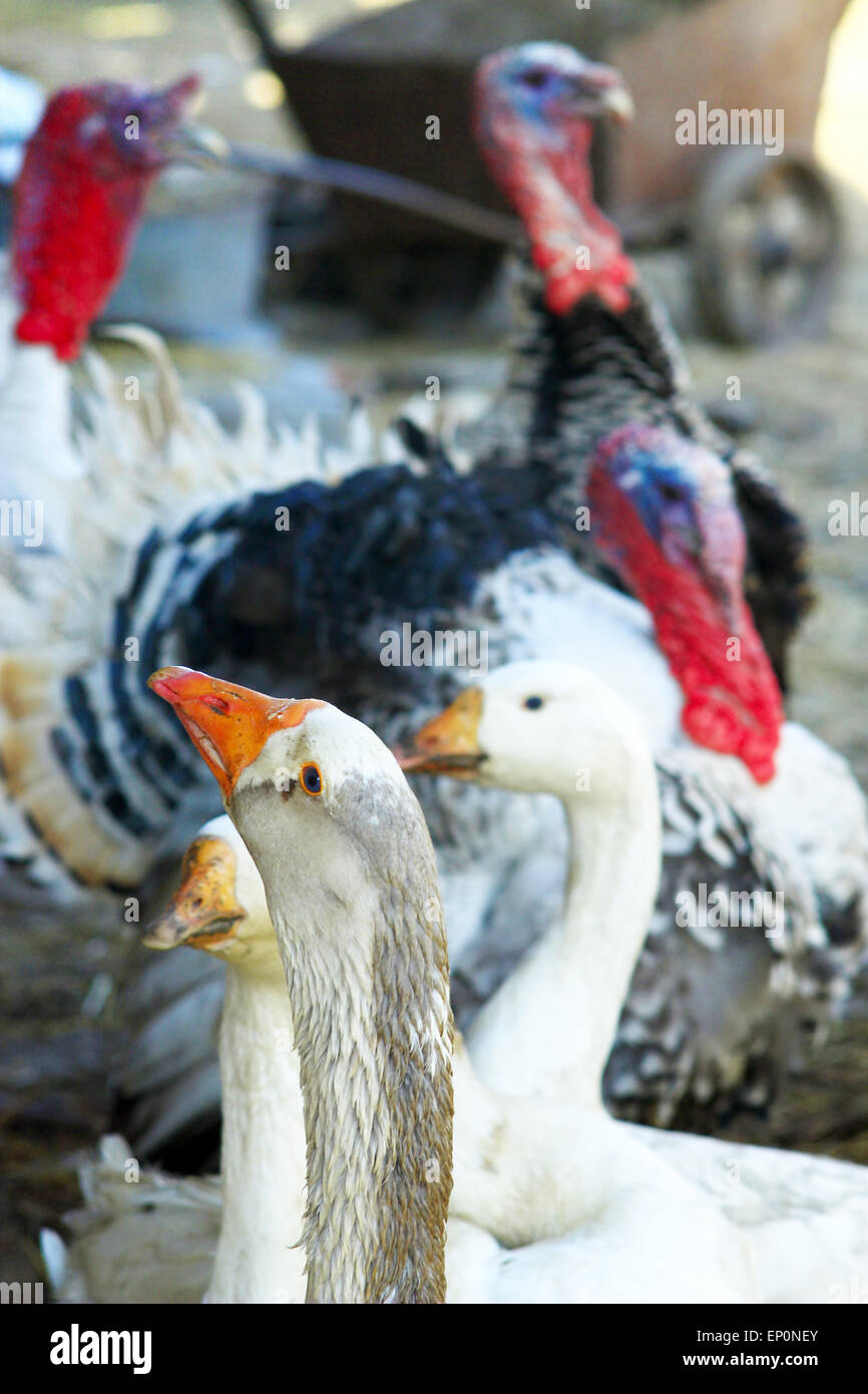 house birds geese and turkeys in the yard Stock Photo Alamy