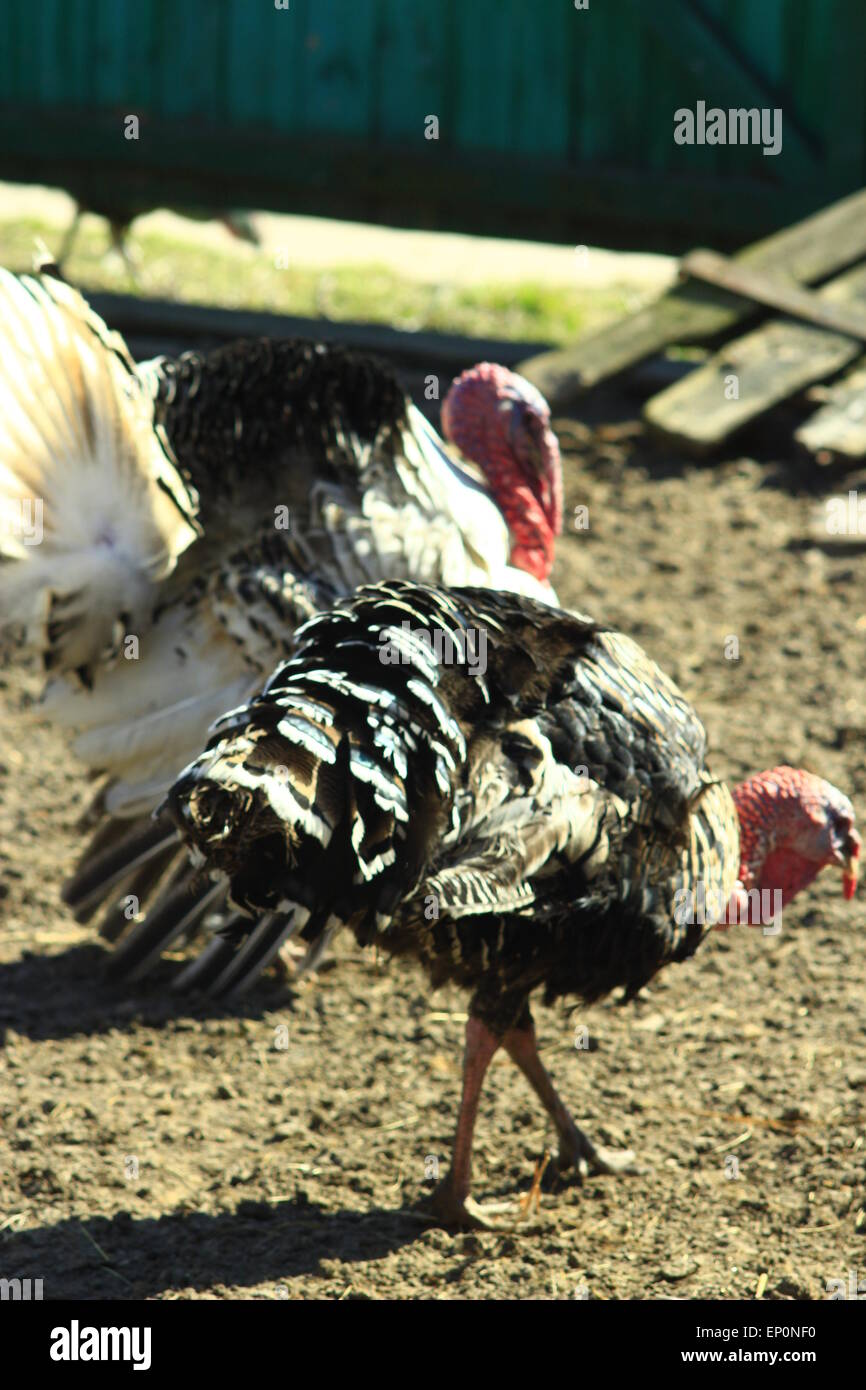 two turkeys going in the rural yard Stock Photo Alamy