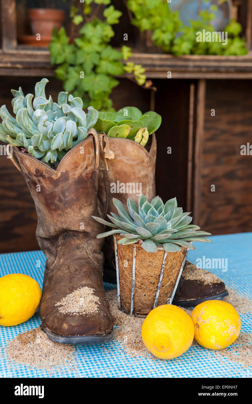 succulents uniquely planted in old cowboy boots Stock Photo