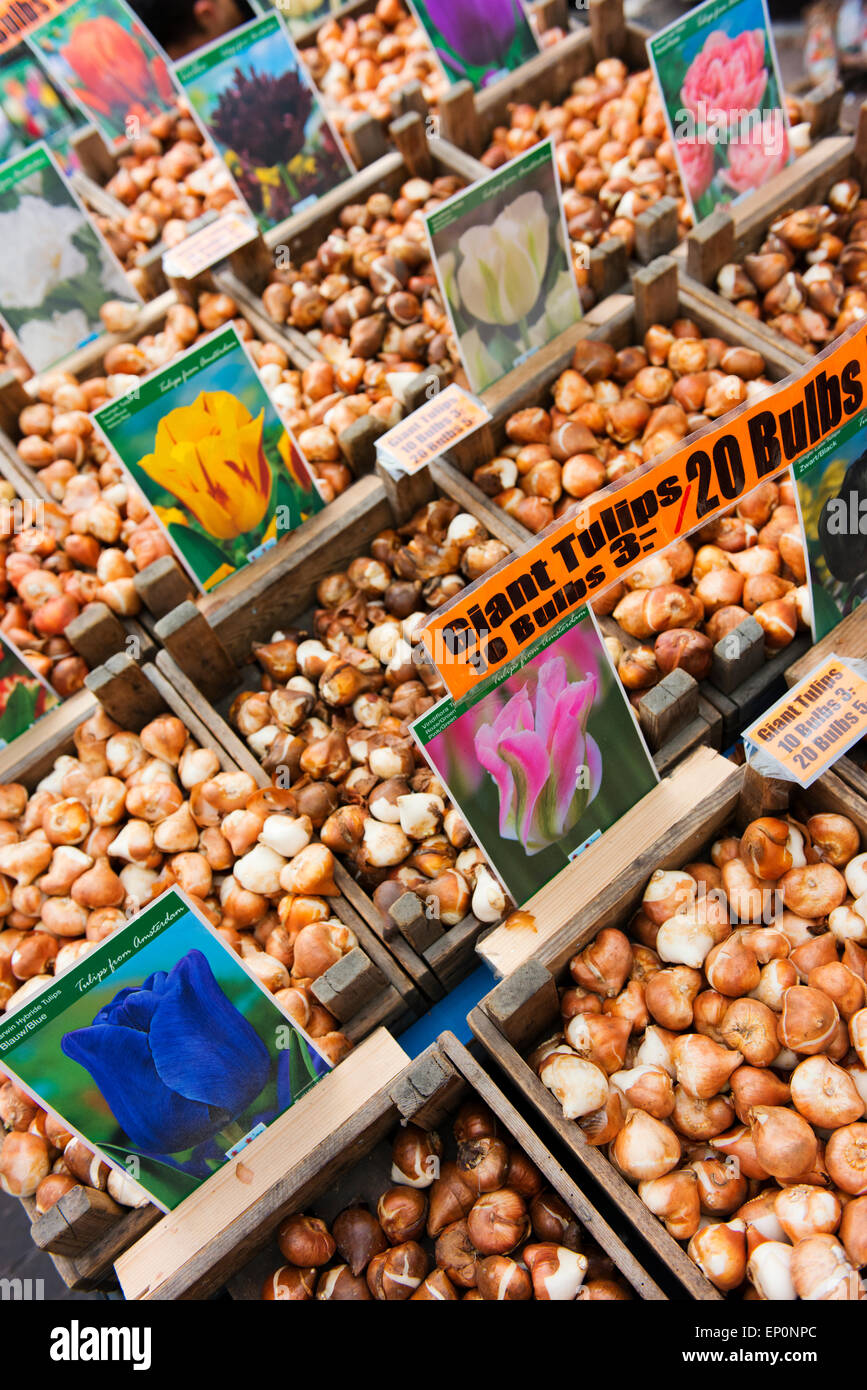 Tulip bulbs for sale at the Amsterdam Flower Market. Stock Photo