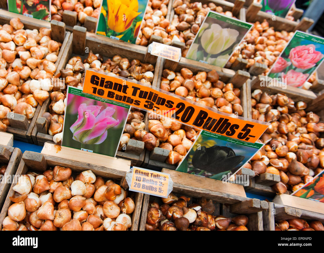 Tulip bulbs for sale at the Amsterdam Flower Market. Stock Photo