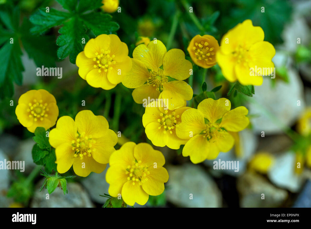 Cinquefoil Alpine Yellow Potentilla crantzii flower Stock Photo