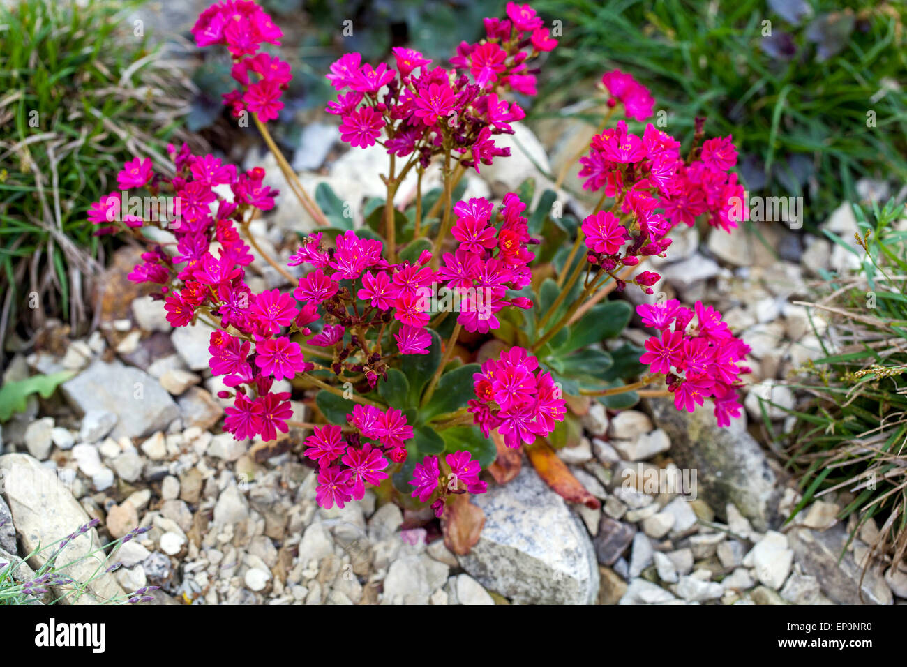 Lewisia cotyledon Alpine, Rockery plants in Garden Stock Photo