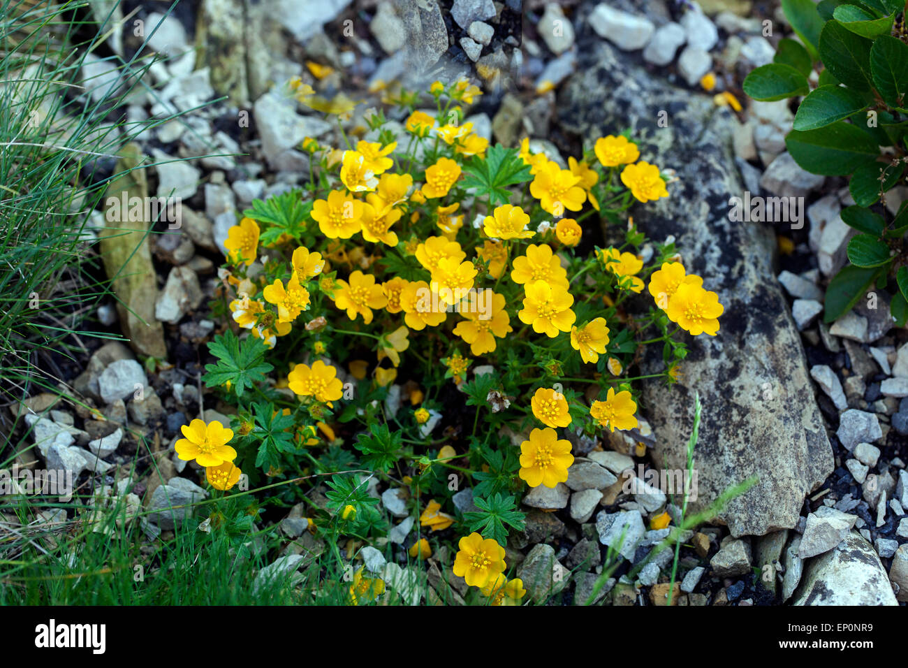 Cinquefoil Alpine Yellow Potentilla crantzii Close-up flower Stock Photo